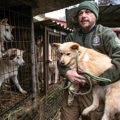 Adam Parascandola, Director of Animal Protection and Crisis Response of Humane Society International (HSI), rescues Ava at a dog meat farm.