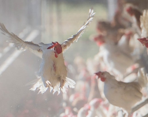 Chickens in chicken house in San Diego, California