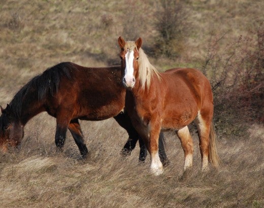 horses at Duchess Sanctuary saved from equine cruelty