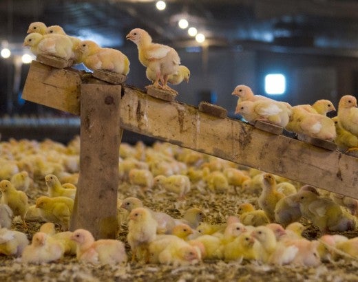 Broiler chicken welfare on factory farms