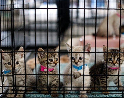 kittens in cage at emergency shelter in Joplin, Missouri after tornado