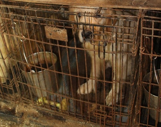 Dog in filthy cage in a puppy mill