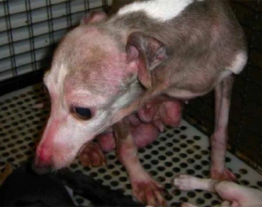 Sickly greyhound at a puppy mill