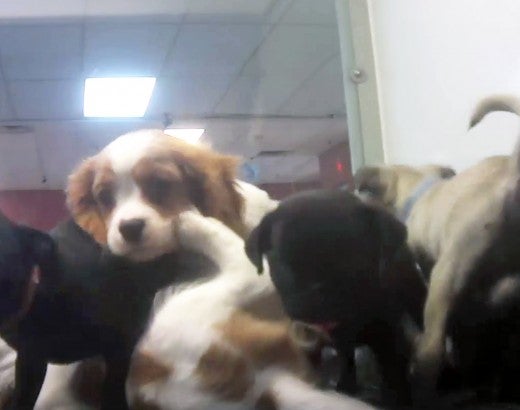 Overcrowded kennel in Petland Texas store, where many puppies were sick and most likely from petland puppy mills.