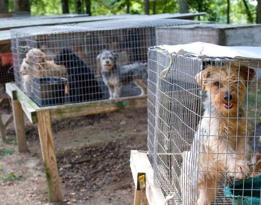 Rows of outdoor rabbit hutches used for housing dogs at a puppy mill.