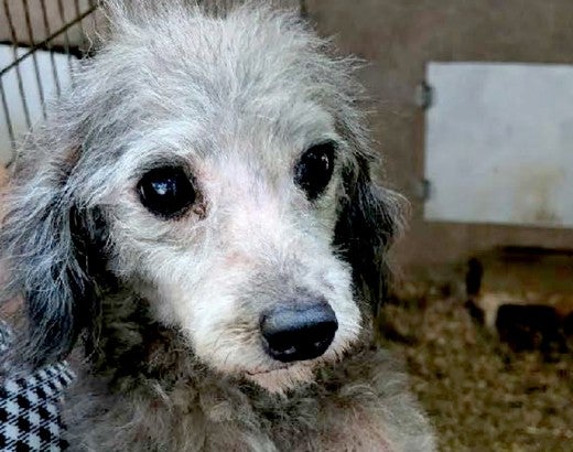 A dog in poor health looks at the camera pleadingly, the disgusting conditions of its puppy mill visible in the background