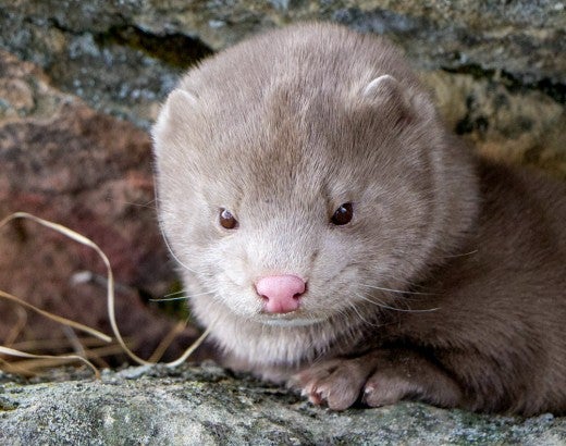 Photo of a mink rescued from a fur farm.