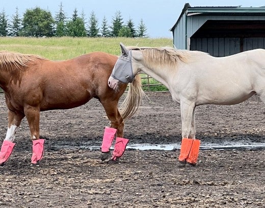 Two horses standing next to each other outdoors.