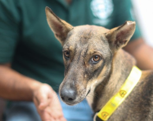 A dog with a yellow collar looks at the camera with a person wearing a green shirt in the background.