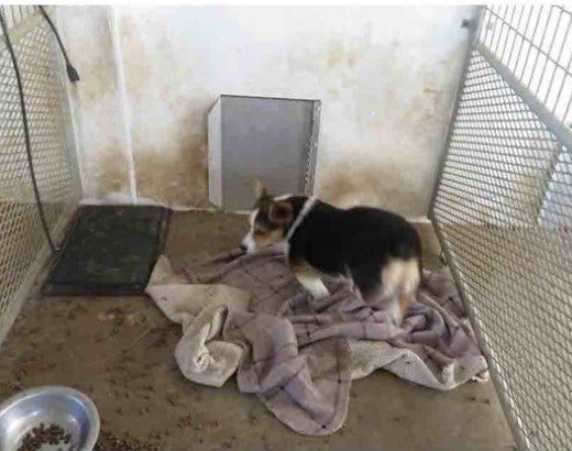 A dog living in a dirty enclosure at a puppy mill