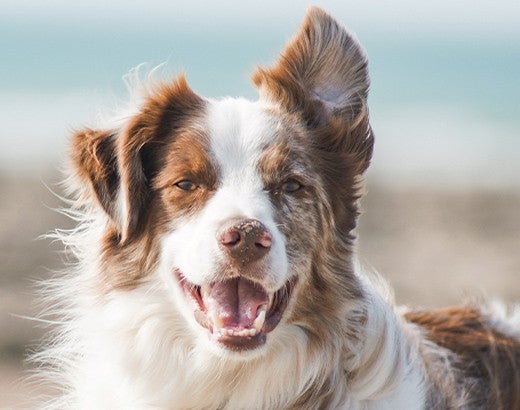 happy dog running on the beach