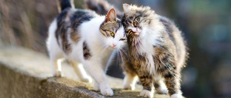 Two outdoor cats, also known as community or feral cats, comfort each other