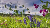 Natural floral blurry background. Pink flowers of sweet pea. Lathyrus odoratus.