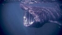 Basking Shark