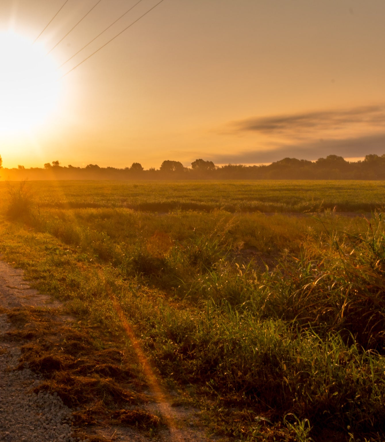 Regenerative Agriculture