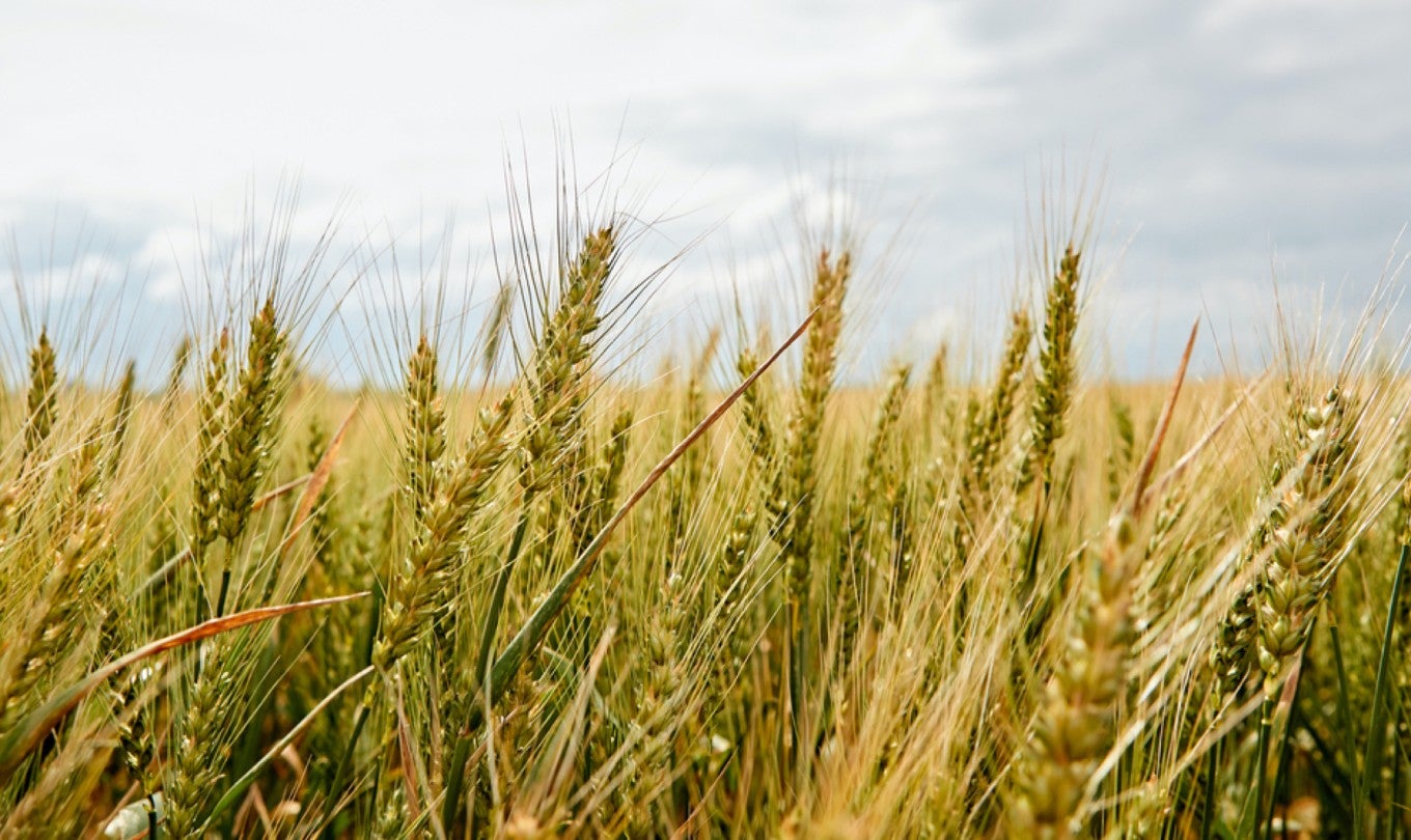 Wheat field