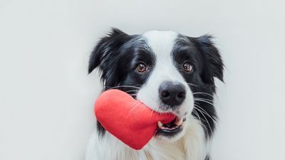 Image for story: Everything You Need to Know About Heart Disease in Dogs