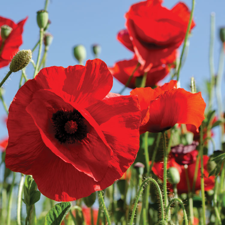 poppies