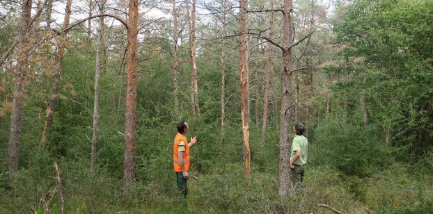 Forêt de Fontainebleau, le 7 août. Quand les pins s’assèchent, ils deviennent fragiles et sensibles aux insectes. Ici, ils ont perdu leur écorce. LP/Margot Zaparucha 