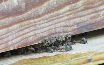 Une piqûre d'abeille est le plus souvent bénigne. (Illustration) LP/Stéphanie Forestier