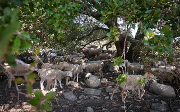 Le virus touche les ovins des Pyrénées-Orientales avec des taux de mortalité rarement vus. LP/Yann Kerveno