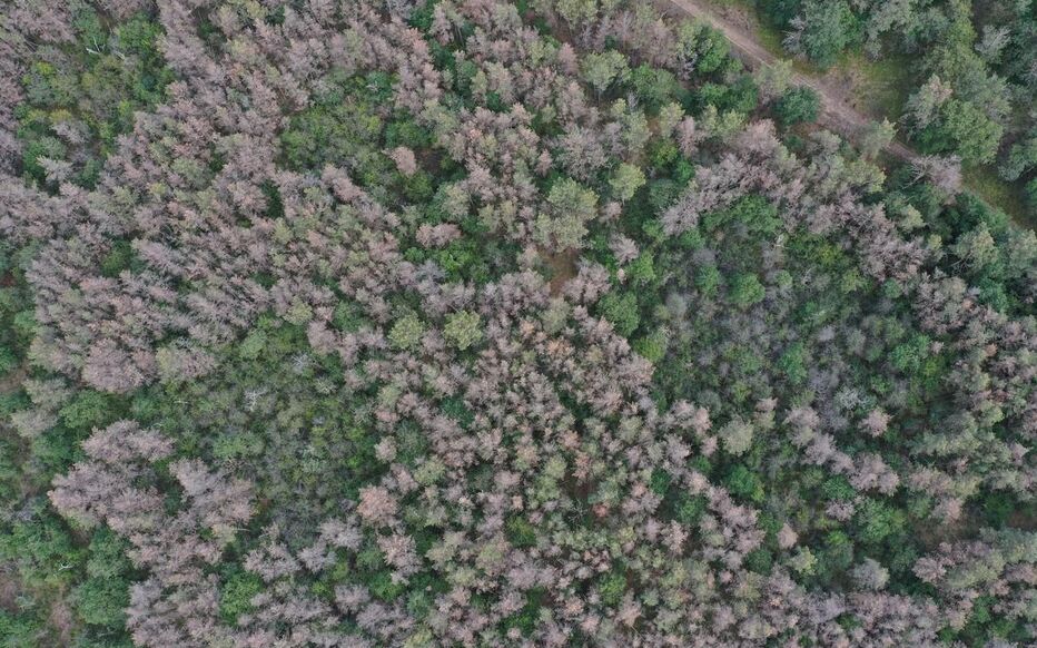  Fontainebleau, le 7 août. Les pins asséchés roussissent et meurent à un rythme préoccupant.