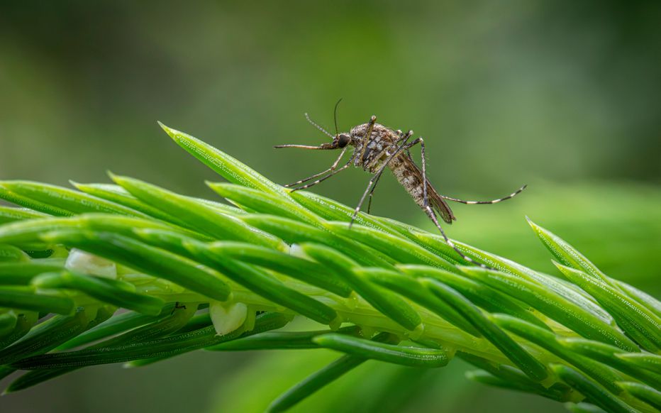 Comment se débarrasser des moustiques rapidement ? // Pexels