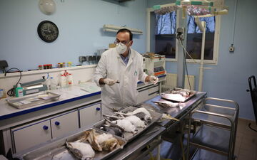 Bondy, janvier 2023. L'an dernier, le directeur du laboratoire régional de suivi de la faune sauvage a effectué 153 autopsies sur 29 espèces. LP/Olivier Arandel