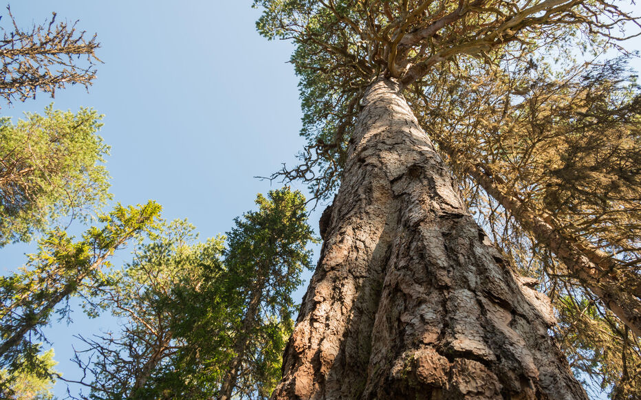 Les résultats de cette étude s’appuient sur l’examen de pins sylvestres vivants mais aussi des troncs fossilisés notamment en Finlande et en Suède. Istock