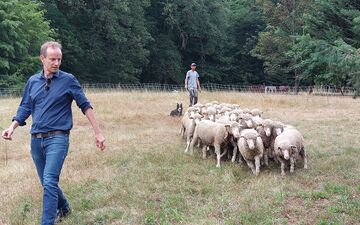 Gif-sur-Yvette (Essonne), le 29 juin 2023. Christophe Dagallier (à g.), qui travaille dans l'industrie de la mode, veut relancer la filière de la laine mérinos. Il démarre avec un troupeau pilote. Les 24 agnelles ont été tondues pour la première fois. LP/Cécile Chevallier