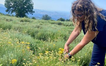 Rutali (Haute-Corse), le 26 juillet. Sur les hauteurs du village, la récolte d'immortelles bio se fait à la main dans le champ d'Audrey Langlois. LP/Marie Stouvenot