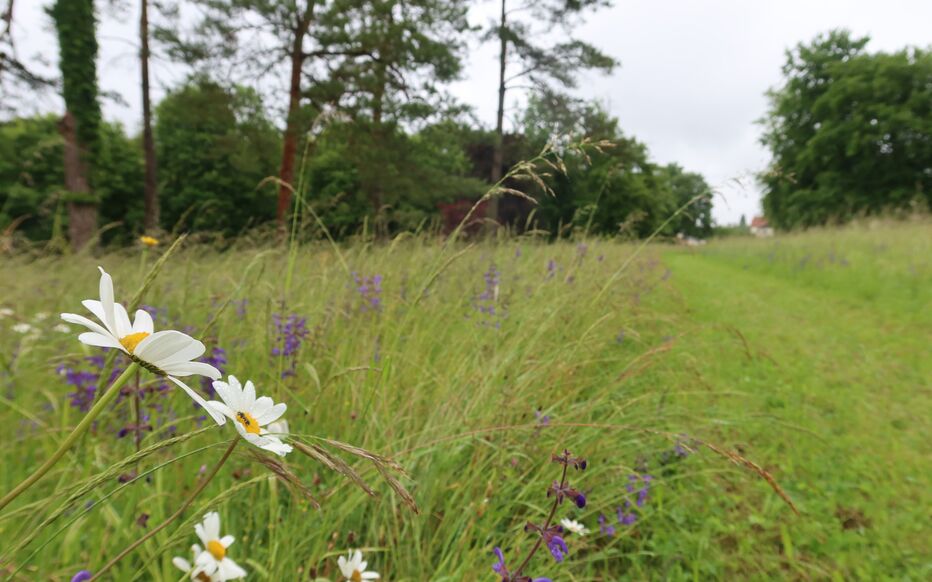 Senlis, le 29 mai 2024. Parmi les jardins privés à visiter, le parc de 7ha du pavillon Saint-Martin, qui a accueilli le Maréchal Foch quelques mois durant la Première guerre mondiale. LP/A.P.