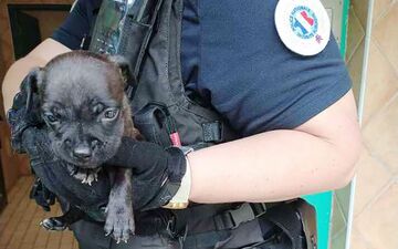 Villers-Saint-Paul, le 25 juillet. La police nationale de l’Oise est intervenue pour sauver huit chiots, quatre chiens, deux chats et un lapin victimes de maltraitance animale. DR/Police nationale de l'Oise