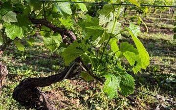 Le dernier épisode climatique s’est déroulé en mai 2024 avec un phénomène de gel tardif qui a ravagé 90% des vignes de cette AOC, entraînant le syndicat des Vins de Cahors a demandé cet arrachage sanitaire. DR