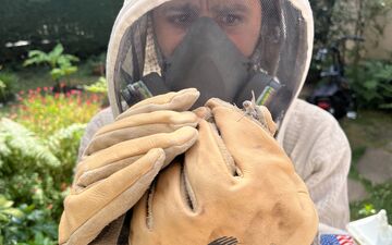 Brunoy, mardi 9 juillet. Julien Blanchard, fondateur de Chasseur de guêpes, est intervenu dans un jardin de particulier pour détruire un nid de frelons installé dans un arbre. LP/Nolwenn Cosson