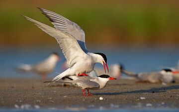 Après leur hivernage africain, les sternes nichent et se reproduisent sur les bancs de sable de la Loire (Maine-et-Loire). (Illustration). Getty Images/imageBROKER/Franz Christoph Robiller