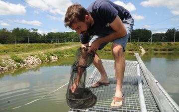 Les pisciculteurs de la Dombes, qui ont souffert du réchauffement climatique l'an dernier, veulent diversifier leur activité. L'élevage de crevettes en eau douce représente une belle opportunité. LP/Cyril Michaud