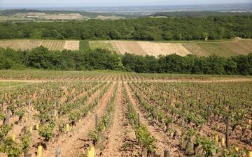 Des années durant, François a volé des grands crus chez les plus célèbres négociants de Bourgogne (Illustration). LP/Arnaud journois