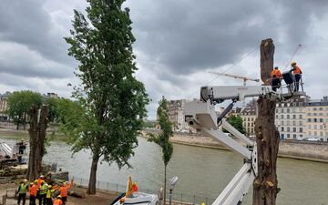 Paris. Trois peupliers ont été abattus le long des quais de Seine ce mercredi 3 juillet, sous les yeux interloqués des passants. Une expertise a conclu que ces arbres "malades" présentaient un risque de sécurité. LP/Vincent Mongaillard