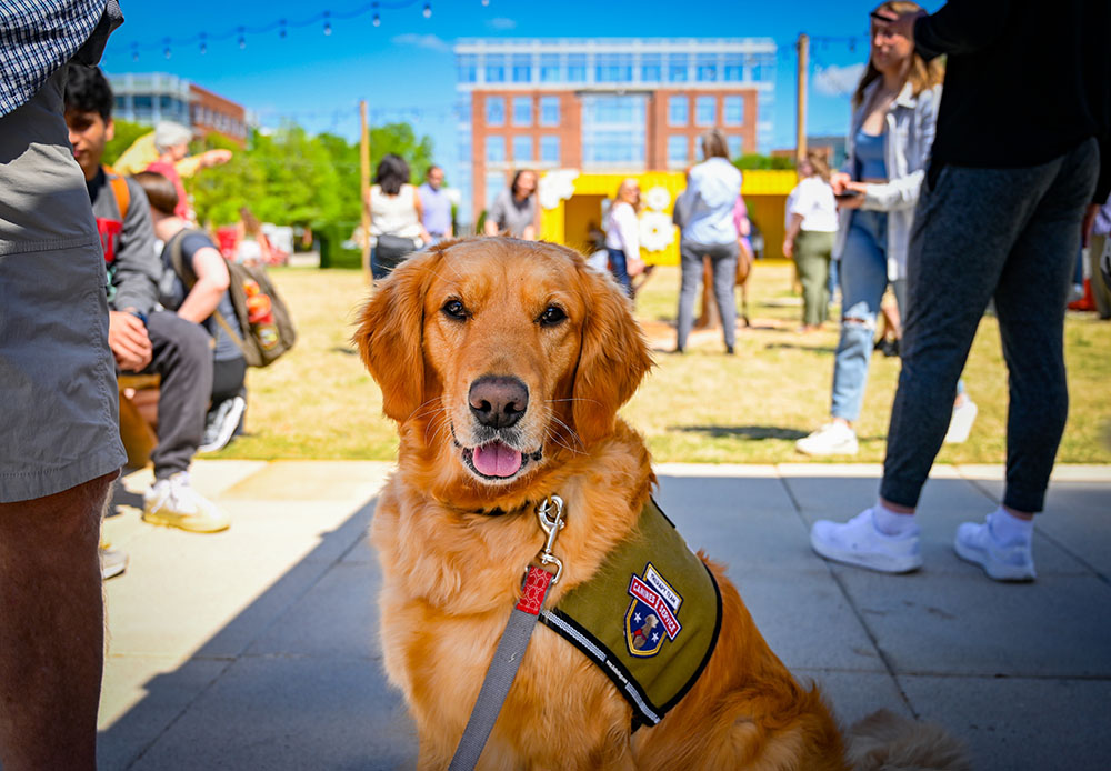 golden retriever dog looking happy