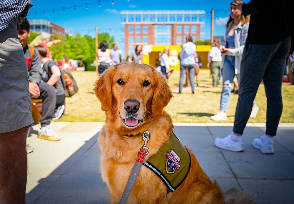 photo of a dog