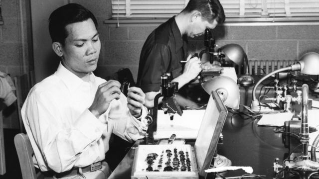 A Filipino student working with insects in an entomology lab, 1954