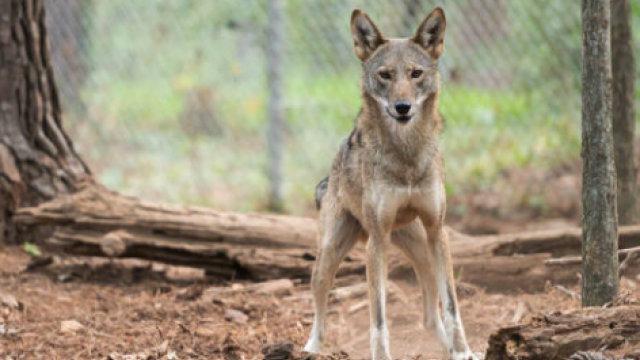 red wolf