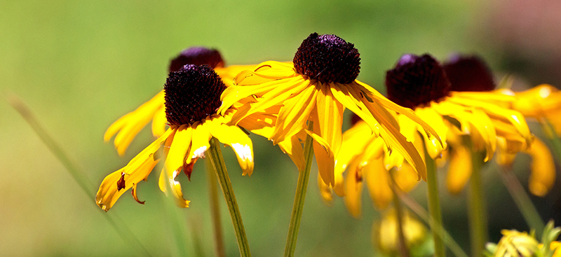 Blacked-eyed Susan flower