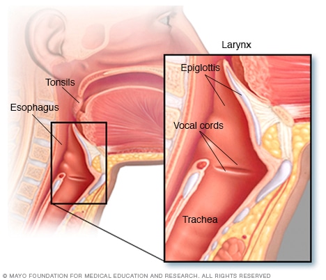 Anatomy of the throat