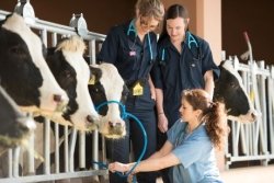 students examining cows in farm