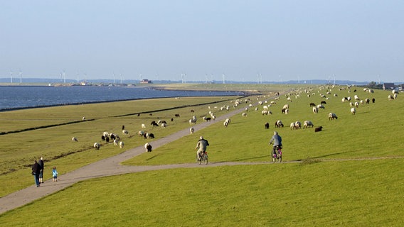 Spaziergänger, Radfahrer und Schafe am Deich auf der Insel Nordstrand. © imago/imagebroker 