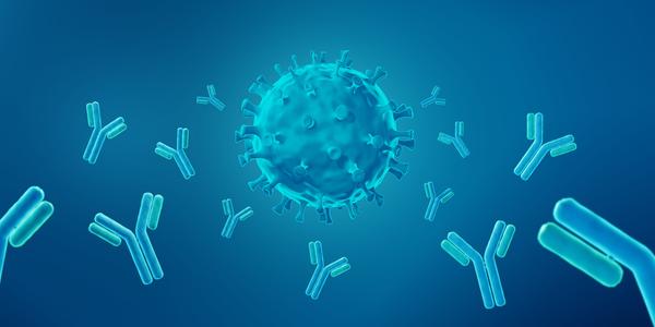 A spherical, spiky virus is approached on all sides by Y-shaped antibodies. 