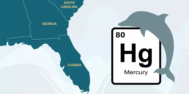 Map shows Florida, Georgia and part of South Carolina; over the ocean is a periodic table block for mercury alongside a dolphin shape.