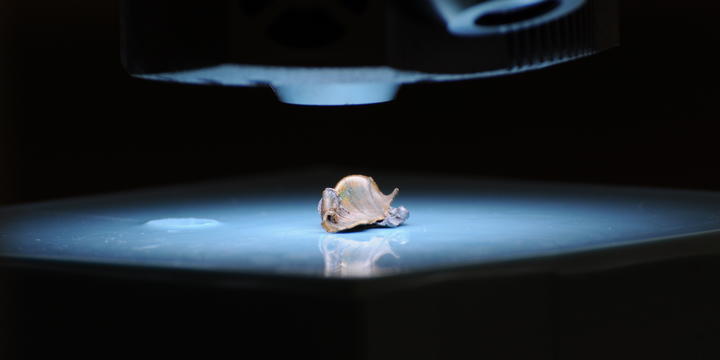 Bullet fragment is illuminated under microscope lens.